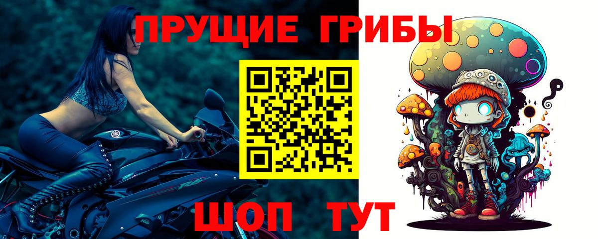 где купить наркоту  Галлюциногенные грибы мухоморы  Новозыбков  Вход с VPN  Псилоцибиновые грибы GOLDEN TEACHER 